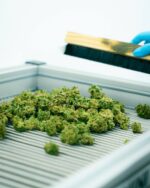 CBD Flower – High CBD, THC-Free - Image 4